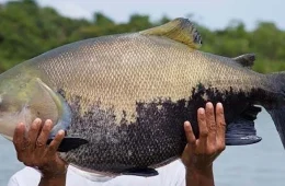 Piscicultura ganha reforço contra parasita que ameaça crescimento dos peixes