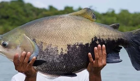 Piscicultura ganha reforço contra parasita que ameaça crescimento dos peixes