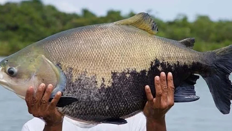 Piscicultura ganha reforço contra parasita que ameaça crescimento dos peixes