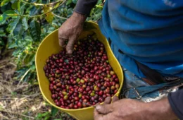 Exportações começam firmes, mas atraso da colheita limita oferta de café no mercado interno
