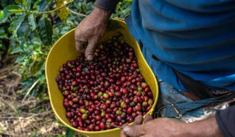 Exportações começam firmes, mas atraso da colheita limita oferta de café no mercado interno