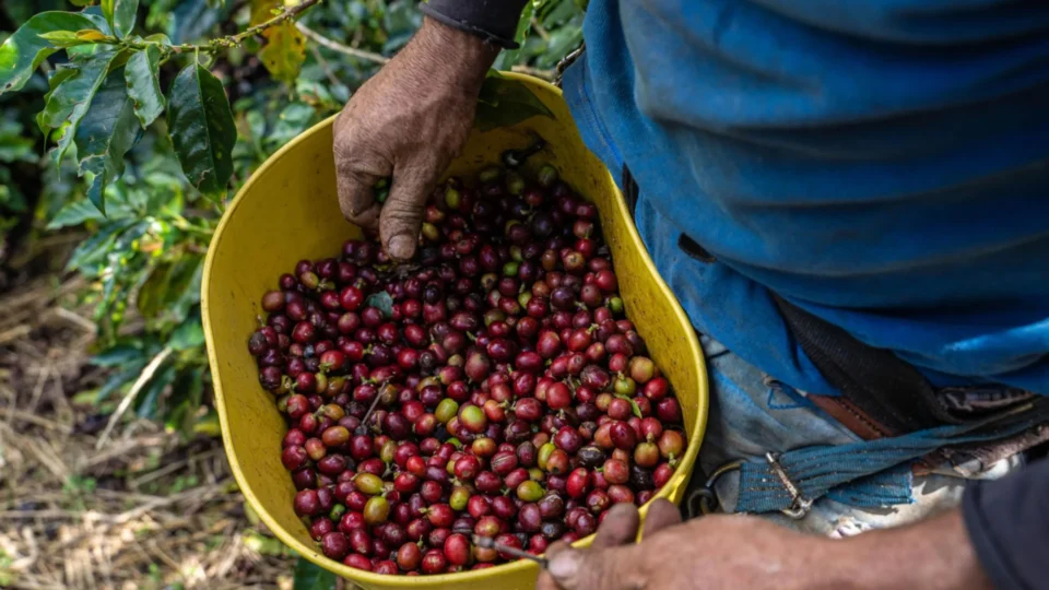 Exportações começam firmes, mas atraso da colheita limita oferta de café no mercado interno