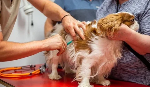 Vacina atrasada pode colocar cães e gatos em risco de doenças graves