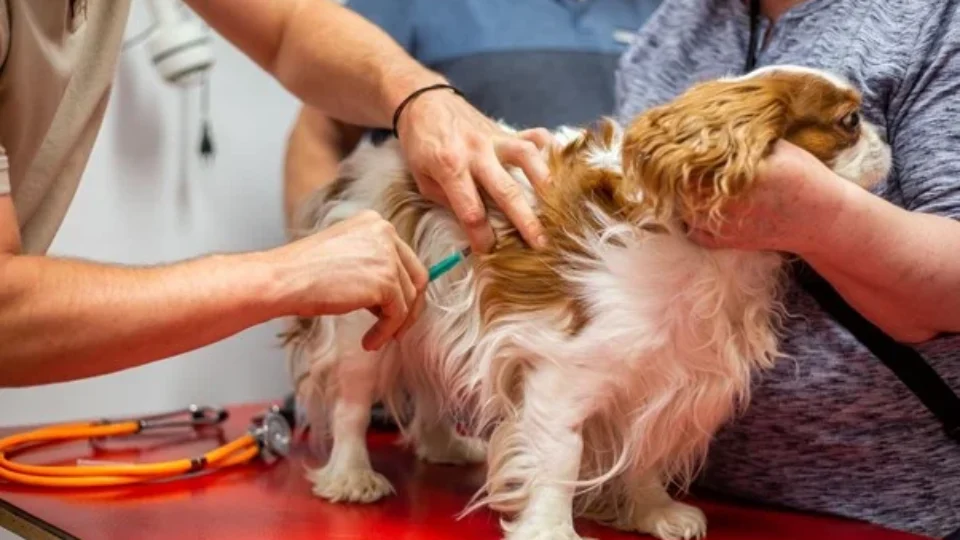 Vacina atrasada pode colocar cães e gatos em risco de doenças graves