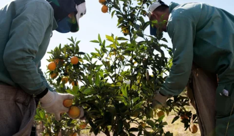 Citricultura fecha safra com mais empregos e registra avanço de 4,2% nas contratações