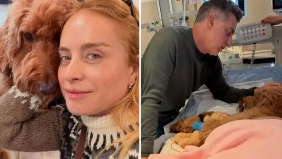 “Sem chão”: Angélica revela diagnóstico preocupante de cachorra e emociona seguidores
