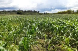 Cemaden alerta para avanço da seca sobre a agricultura familiar no Amazonas