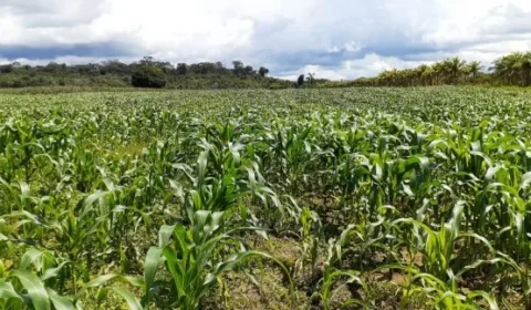 Cemaden alerta para avanço da seca sobre a agricultura familiar no Amazonas