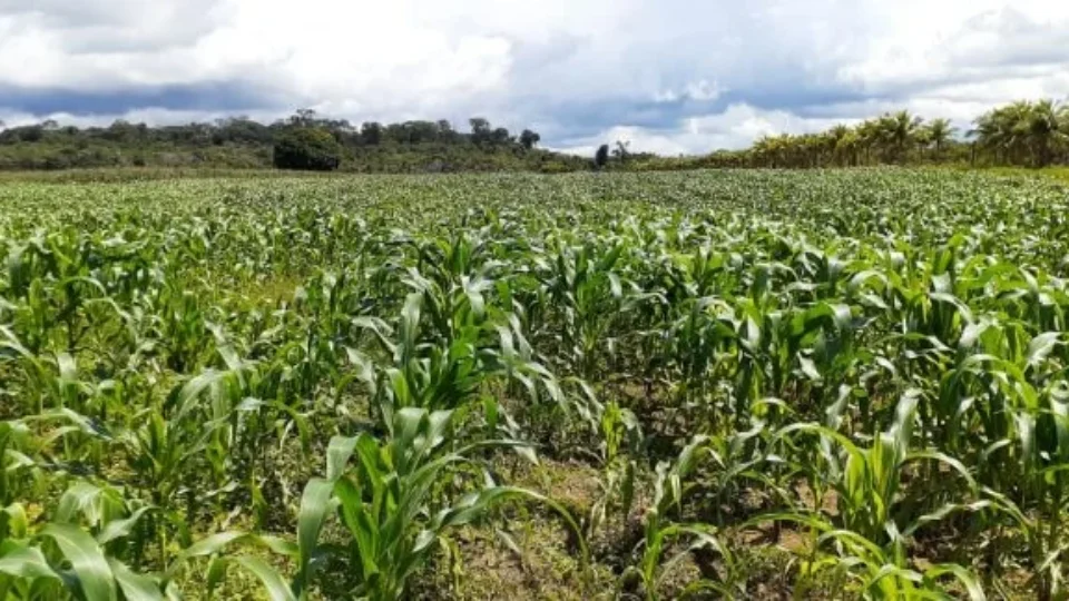 Cemaden alerta para avanço da seca sobre a agricultura familiar no Amazonas