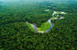 Dia da Amazônia reforça por que preservar a floresta é vital para o planeta