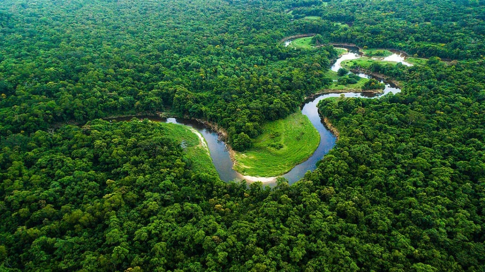 Dia da Amazônia reforça por que preservar a floresta é vital para o planeta