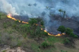 Incêndio destrói área equivalente a 50 campos de futebol no Amazonas