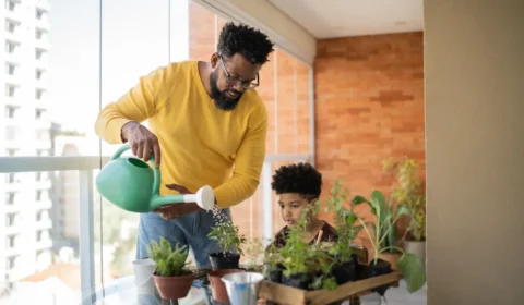 Saiba escolher a planta certa para cada ambiente de casa