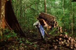 Drones e inteligência artificial transformam trilhas da castanha em mapa digital para extrativistas na Amazônia