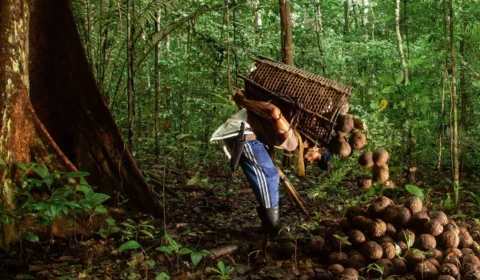 Drones e inteligência artificial transformam trilhas da castanha em mapa digital para extrativistas na Amazônia