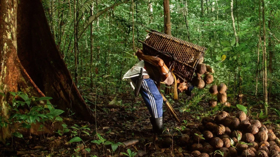 Drones e inteligência artificial transformam trilhas da castanha em mapa digital para extrativistas na Amazônia