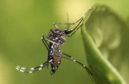 Mosquito da dengue se reproduz pela primeira vez no Reino Unido e acende alerta sobre o clima