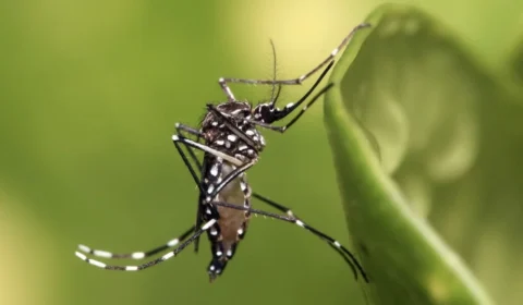 Mosquito da dengue se reproduz pela primeira vez no Reino Unido e acende alerta sobre o clima
