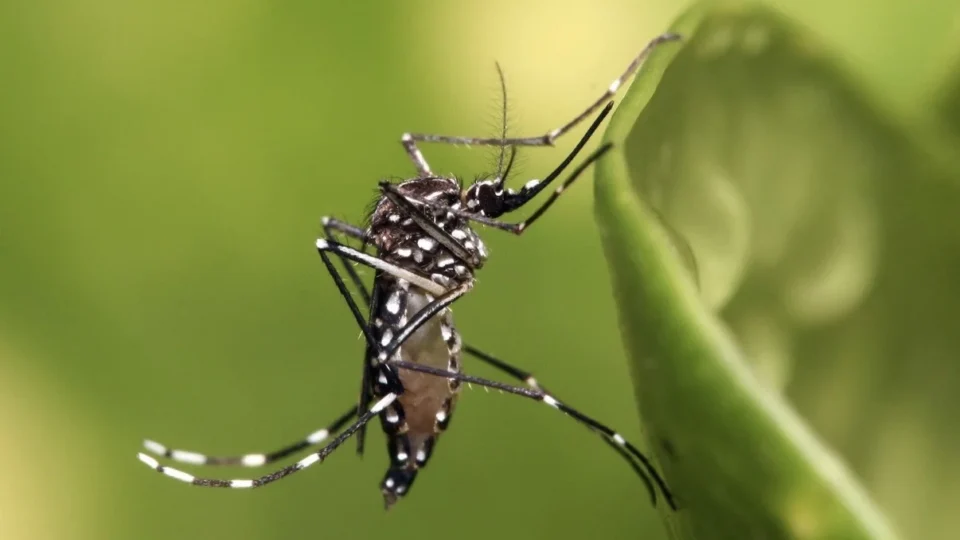 Mosquito da dengue se reproduz pela primeira vez no Reino Unido e acende alerta sobre o clima