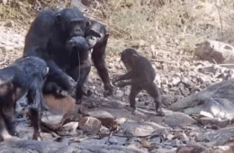 Chimpanzés são flagrados ensinando filhotes a usar ferramentas