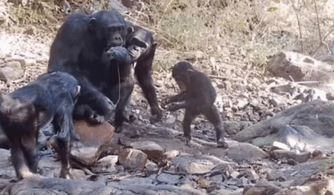Chimpanzés são flagrados ensinando filhotes a usar ferramentas