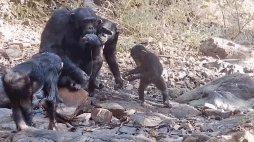 Chimpanzés são flagrados ensinando filhotes a usar ferramentas