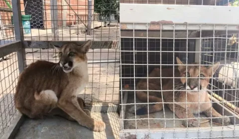 Filhote de onça-parda ferido é encontrado e resgatado em chácara de MT