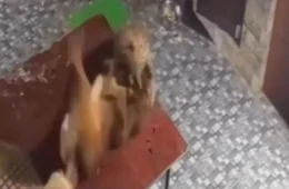 Cachorro reage a ataque de leopardo e faz felino fugir na Índia