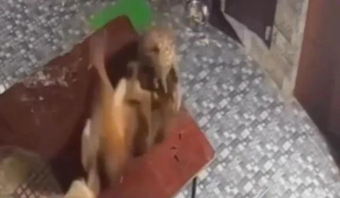 Cachorro reage a ataque de leopardo e faz felino fugir na Índia