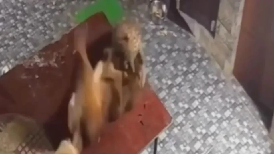 Cachorro reage a ataque de leopardo e faz felino fugir na Índia