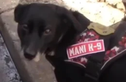 Cão da Polícia Científica participa de nova perícia em casa onde mulher morreu baleada em Embu das Artes