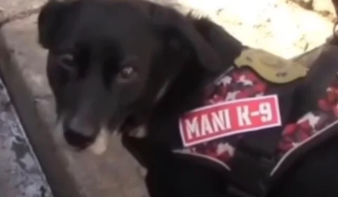 Cão da Polícia Científica participa de nova perícia em casa onde mulher morreu baleada em Embu das Artes