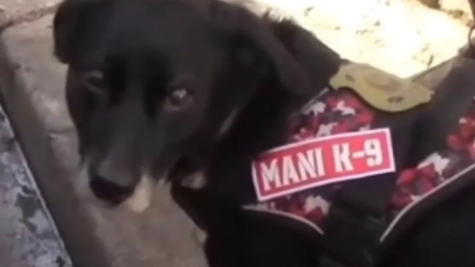 Cão da Polícia Científica participa de nova perícia em casa onde mulher morreu baleada em Embu das Artes