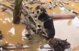 Jovem usa barco para resgatar animais durante enchente no Vale do Ribeira