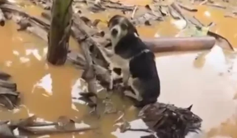 Jovem usa barco para resgatar animais durante enchente no Vale do Ribeira