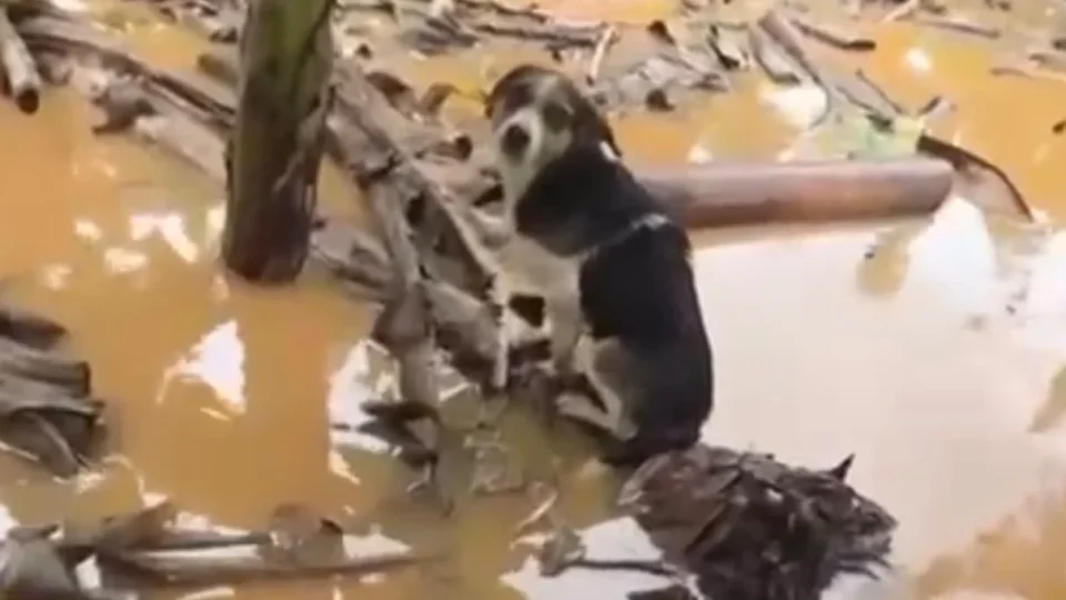 Jovem usa barco para resgatar animais durante enchente no Vale do Ribeira