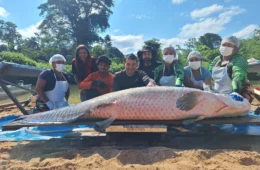 Pirarucu de 2,46 metros e 137,9 kg é capturado em reserva de Rondônia
