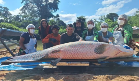Pirarucu de 2,46 metros e 137,9 kg é capturado em reserva de Rondônia