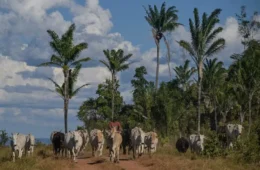 Brasil tem mais de um boi e quase oito galináceos por habitante, aponta IBGE