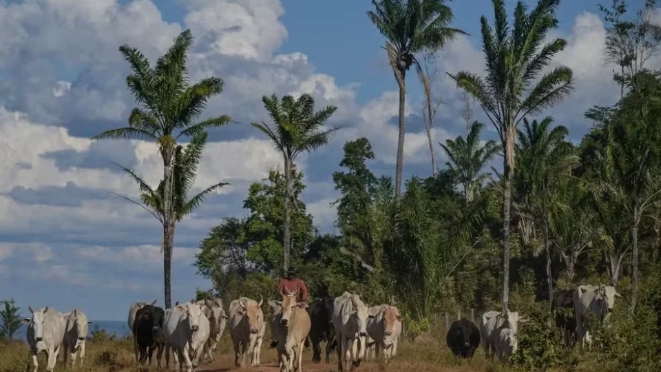 Brasil tem mais de um boi e quase oito galináceos por habitante, aponta IBGE