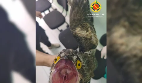 “Ave-fantasma da Amazônia” é resgatada ferida dentro de apartamento no DF