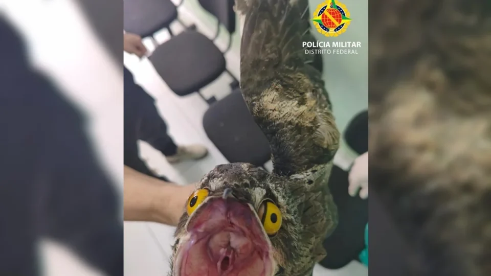 “Ave-fantasma da Amazônia” é resgatada ferida dentro de apartamento no DF