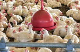 União Europeia aprova controles sanitários do Brasil para frango e mel