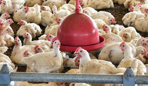 União Europeia aprova controles sanitários do Brasil para frango e mel