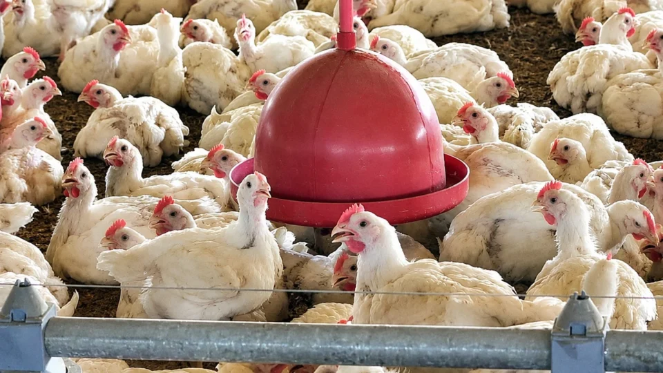União Europeia aprova controles sanitários do Brasil para frango e mel
