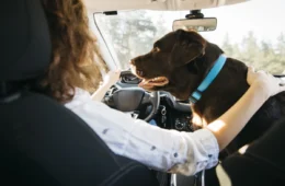 Vai viajar com cachorro ou gato? Veja como preparar o pet com segurança