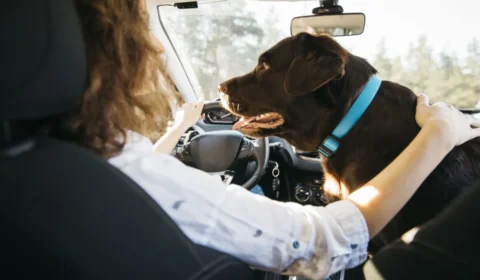 Vai viajar com cachorro ou gato? Veja como preparar o pet com segurança