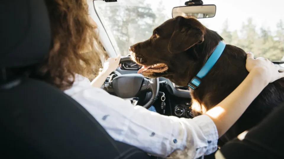 Vai viajar com cachorro ou gato? Veja como preparar o pet com segurança