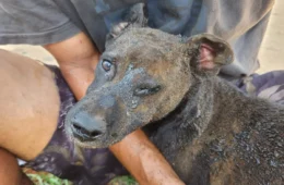 Mulher é presa após atear fogo em barraco com cachorro dentro no DF