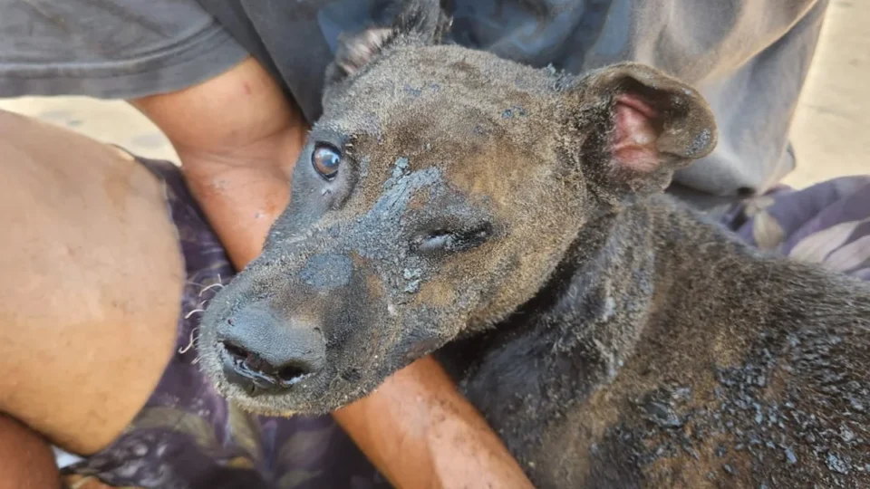 Mulher é presa após atear fogo em barraco com cachorro dentro no DF